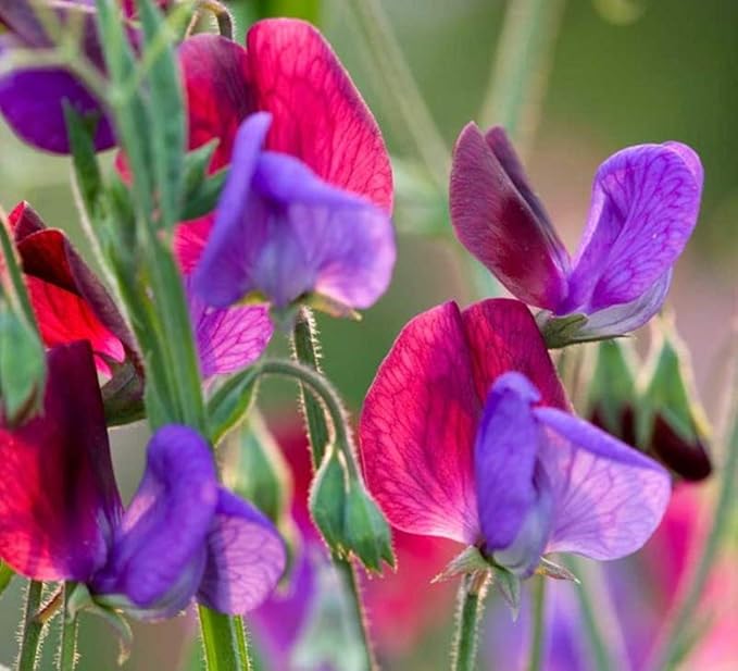 Lathydorus Odoratus Flower seeds for Planting Drought Tolerant Heirloom & GMO Free Seeds for Home Garden