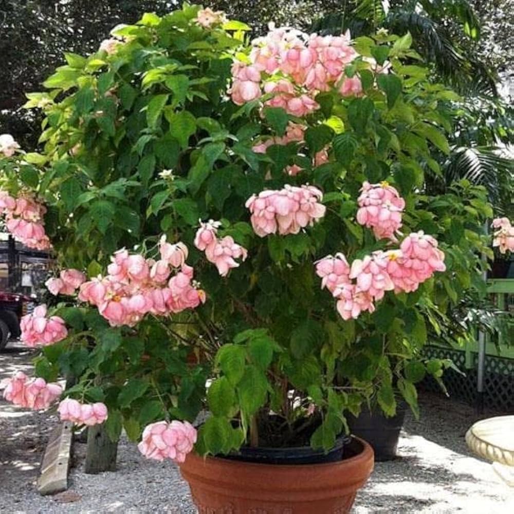Red Koelreuteria Flower seeds for Planting Hardy Variety, Heirloom & GMO Free Seeds for Home Garden seeds for planting
