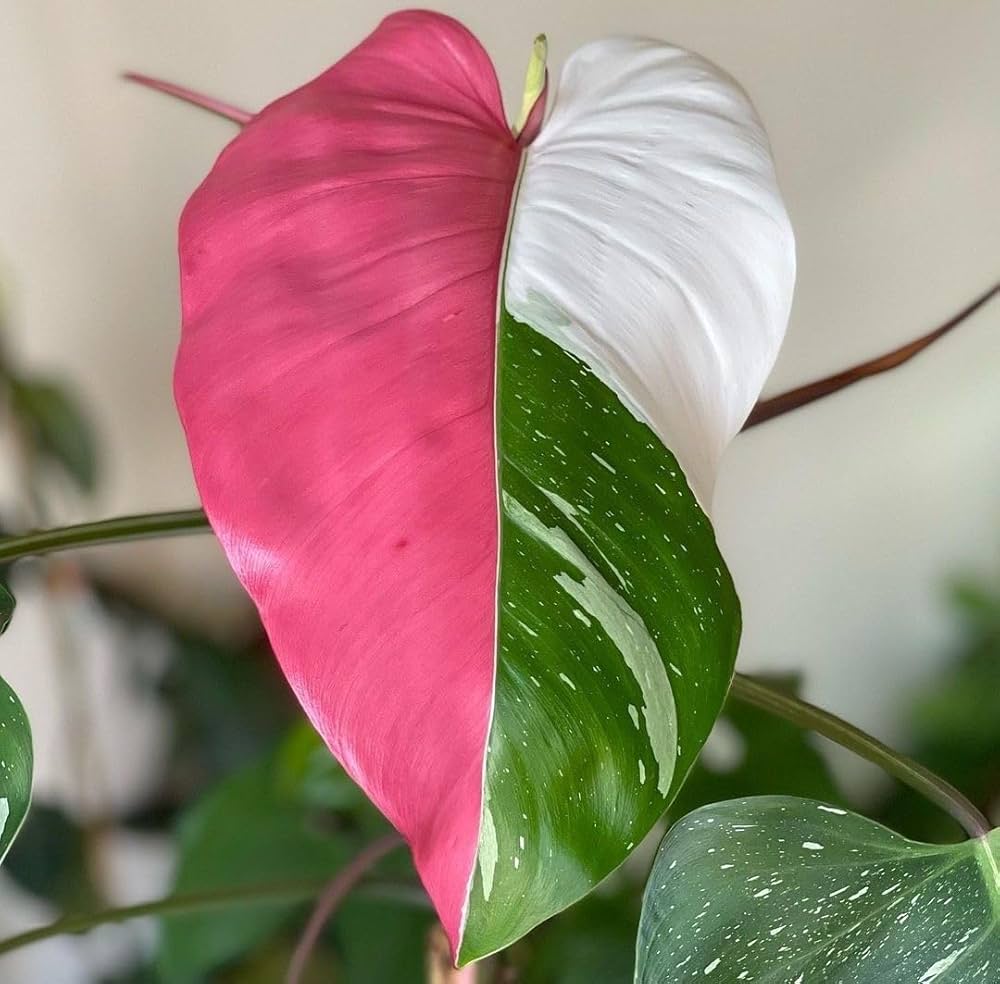 Philodendron Flower seeds for Planting Long Bloom Season Heirloom & GMO Free SeeDS for Home Garden