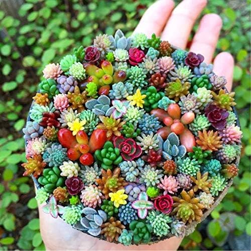Succulents Planting Flower Bonsai Seeds