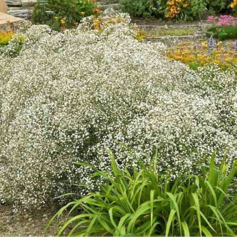 Premium White Gyposophila Elegans Flower seeds for Planting Fragrant Blossoms, Heirloom & GMO Free Seeds for Home Garden seeds