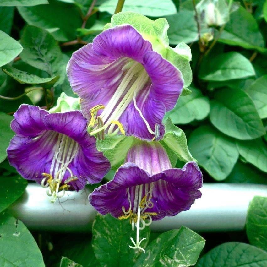 Heirloom Cobaea Flower seeds for Planting Compact Growth Heirloom & GMO Free Seeds for Home Garden