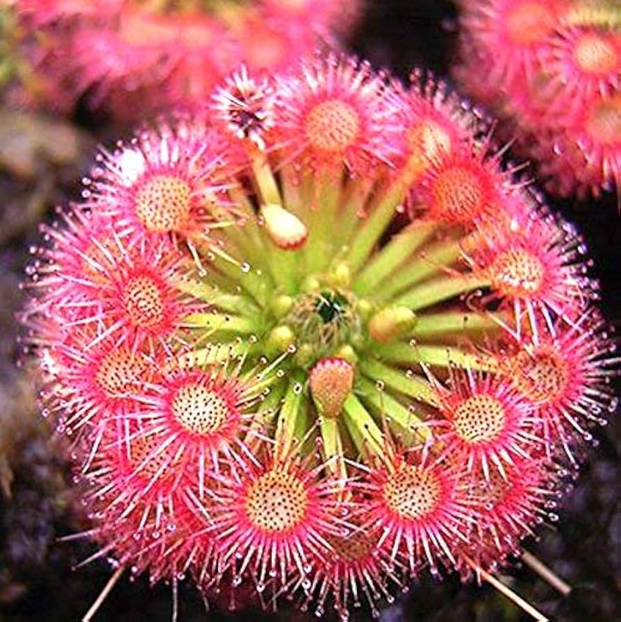 Light Pink Sundew Plant Seeds For Easy Planting Flower