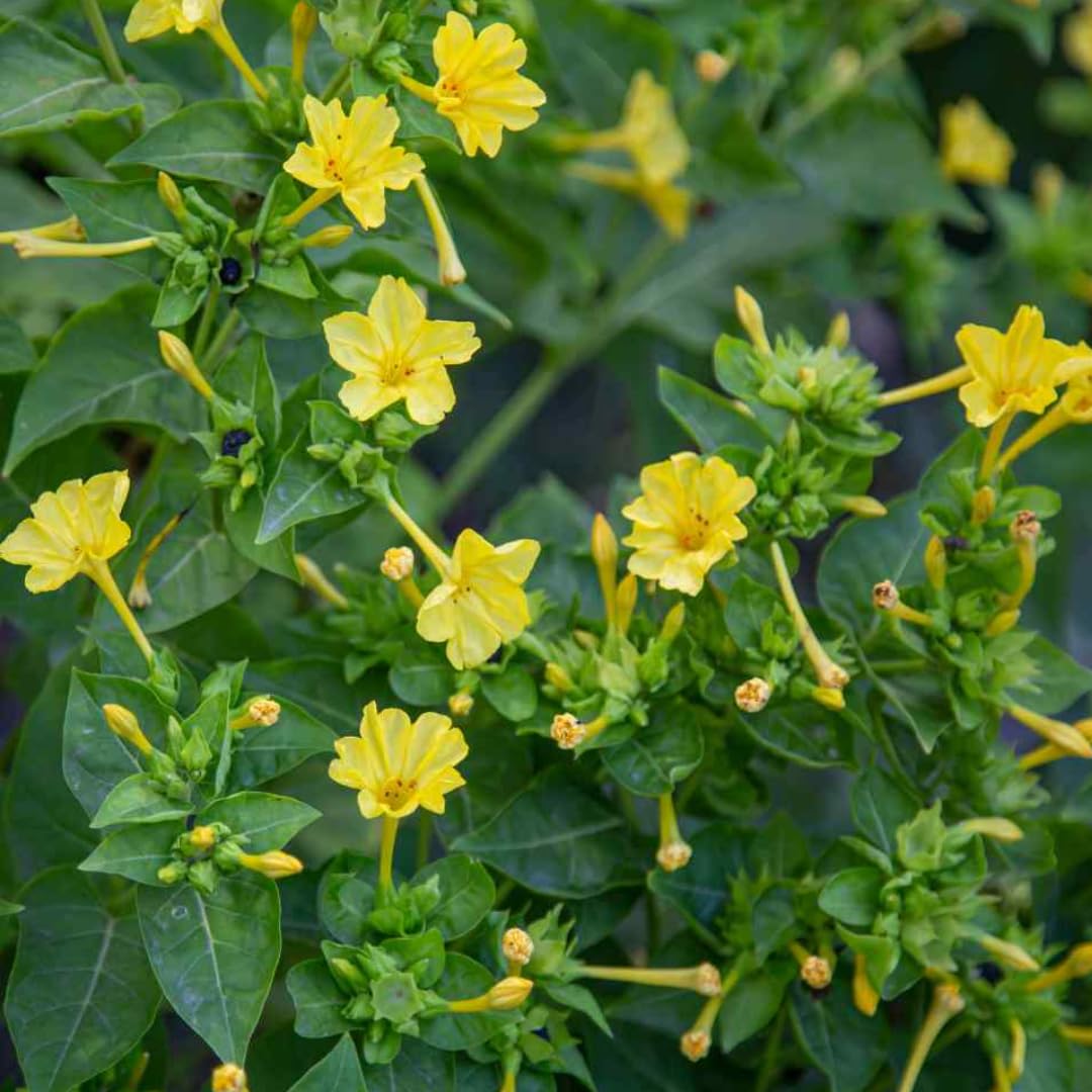 Premium Yellow Mirabilis Flower seeds for Planting Pollinator Friendly, Heirloom & GMO Free Seeds for Home Garden seeds