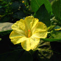 Yellow Huang Moli Flower seeds for Planting Cut Flower Favorite, Heirloom & GMO Free Seeds for Home Garden seeds for planting