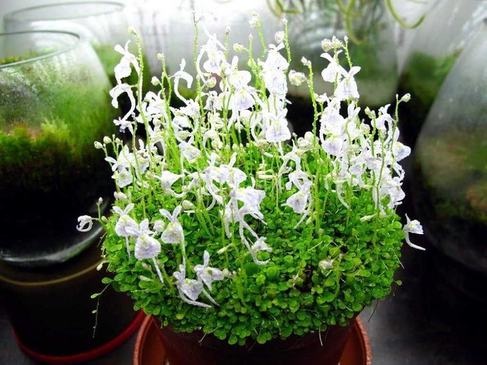 Utricularia Sandersonii Flower Seeds – Heirloom Non-GMO Hardy Blooms for Home & Garden Planting