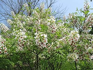 Yellowhorn Xanthoceras Sorbifolium Seeds for Planting - Sun Loving, Heirloom & GMO Free Seeds for Home Garden
 
 Sale seeds for home garden