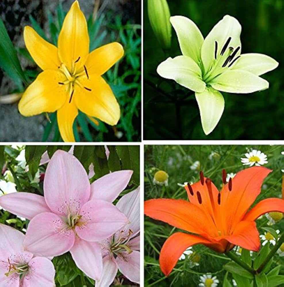 Lilly Flower seeds for Planting Seasonal Bloomer Heirloom & GMO Free Seeds for Home Garden