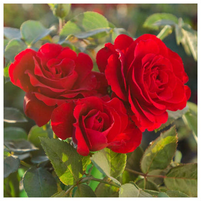 Rose Flower Seed Flower seeds for Planting Easy to Grow Heirloom & GMO Free Seeds for Home Garden