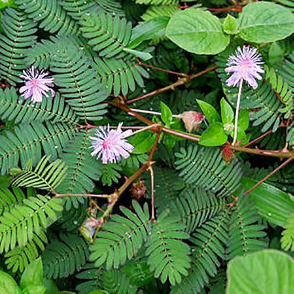 Premium Mixed Mimosa Pudica Flower seeds for Planting Vibrant Colors, Heirloom & GMO Free Seeds for Home Garden seeds