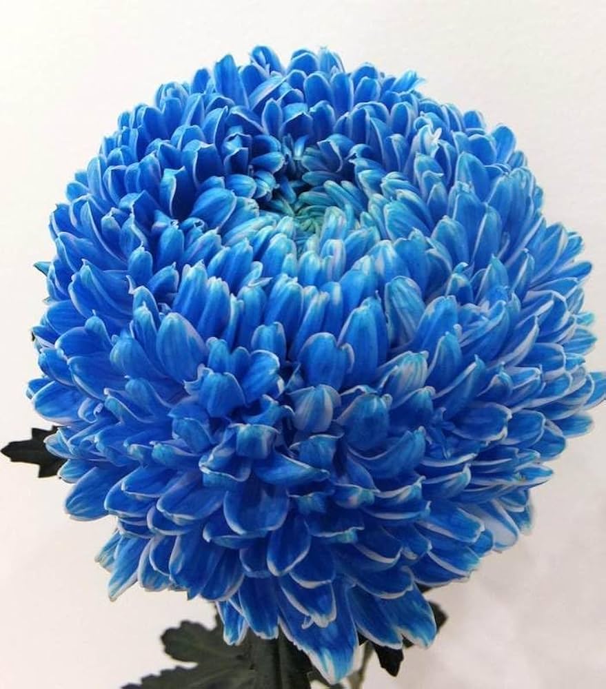 Premium Chrysanthemum Blue White Flower seeds for Planting Low Maintenance, Heirloom & GMO Free Seeds for Home Garden seeds