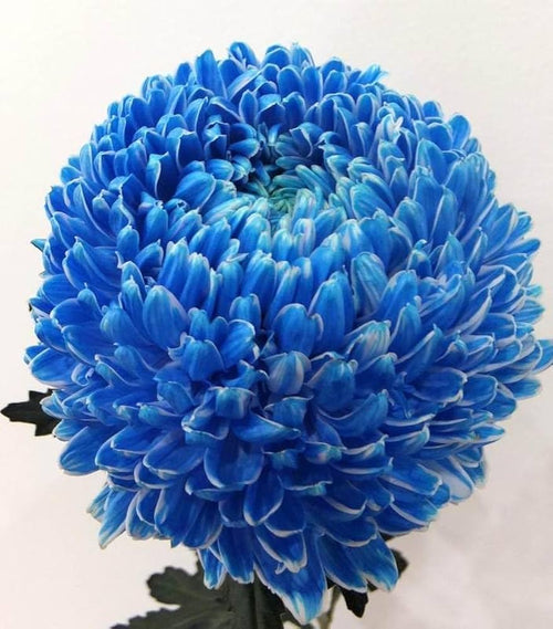 Premium Chrysanthemum Blue White Flower seeds for Planting Low Maintenance, Heirloom & GMO Free Seeds for Home Garden seeds