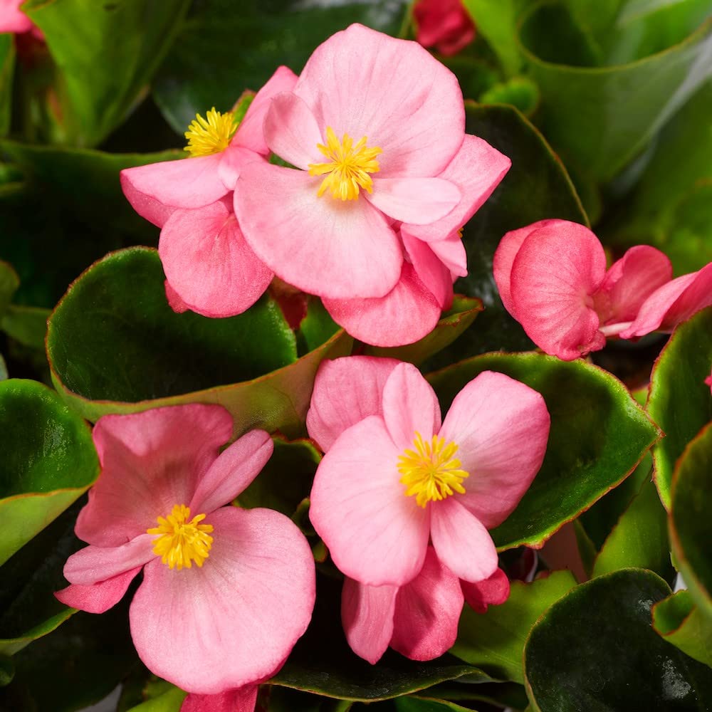 Premium Pink Begonia Flower seeds for Planting Compact Growth, Heirloom & GMO Free Seeds for Home Garden seeds