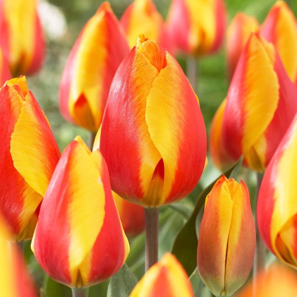 Tulip Yellow Red Flower seeds for Planting Premium Quality, Heirloom & GMO Free Seeds for Home Garden vegetable and garden seeds