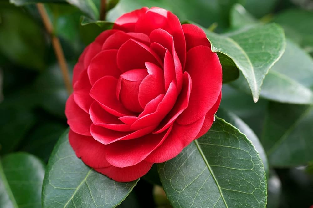 Camellia Burgundy Flower seeds for Planting Pollinator Friendly, Heirloom & GMO Free Seeds for Home Garden vegetable and garden seeds