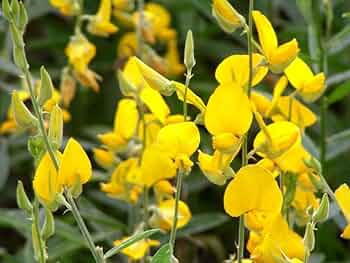 High quality Yellow Astragalus Flower seeds for Planting Wildflower Mix, Heirloom & GMO Free Seeds for Home Garden seeds pack