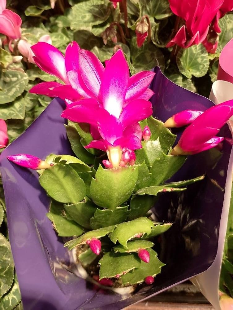 Purple Zygocactus Truncatus Flower seeds for Planting Sun Loving, Heirloom & GMO Free Seeds for Home Garden vegetable and garden seeds
