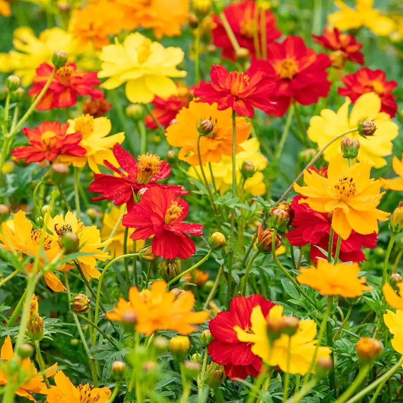 High quality Cosmos Red Flower seeds for Planting Bright Blooms, Heirloom & GMO Free Seeds for Home Garden seeds pack