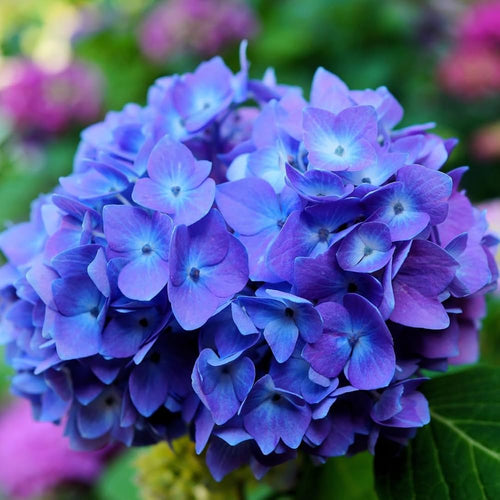 Premium Blue,Pink,Purple Hydrangea Flower seeds for Planting Shade Tolerant, Heirloom & GMO Free Seeds for Home Garden seeds