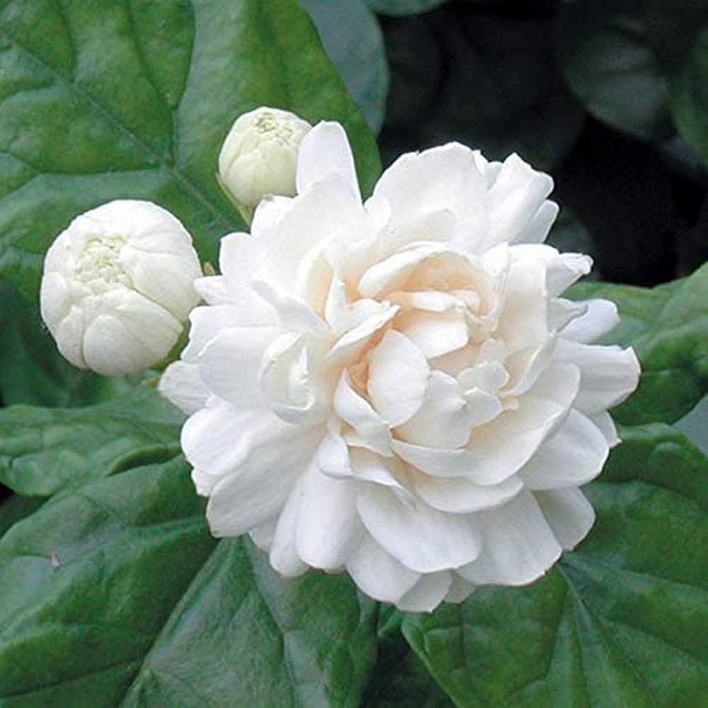 Premium White Jasmine Flower seeds for Planting Drought Tolerant, Heirloom & GMO Free Seeds for Home Garden seeds