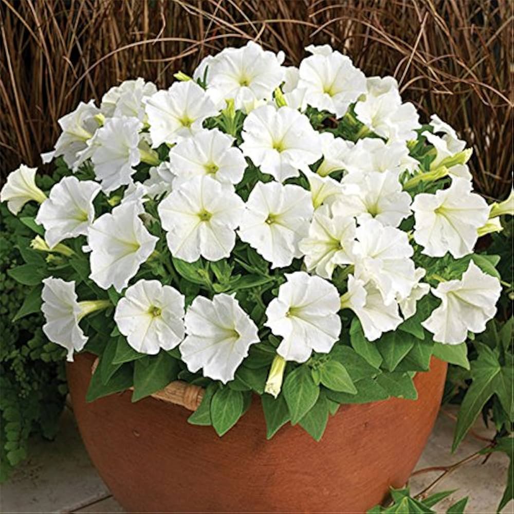 Premium White Petunia Flower seeds for Planting Garden Favorite, Heirloom & GMO Free Seeds for Home Garden seeds