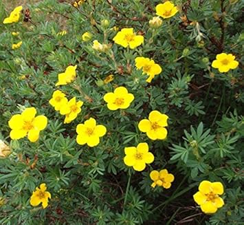 Yellow Cinquefoil Flower seeds for Planting Easy to Grow, Heirloom & GMO Free Seeds for Home Garden seeds for planting