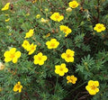 Yellow Cinquefoil Flower seeds for Planting Easy to Grow, Heirloom & GMO Free Seeds for Home Garden seeds for planting