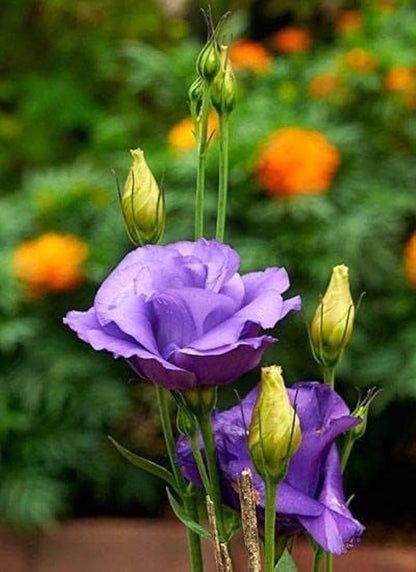 Silk Blue Lisianthus Flower seeds for Planting Perfect for Borders Heirloom & GMO Free Seeds for Home Garden