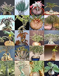 Mixed Caudex Flower seeds for Planting Easy to Grow, Heirloom & GMO Free Seeds for Home Garden seeds for planting