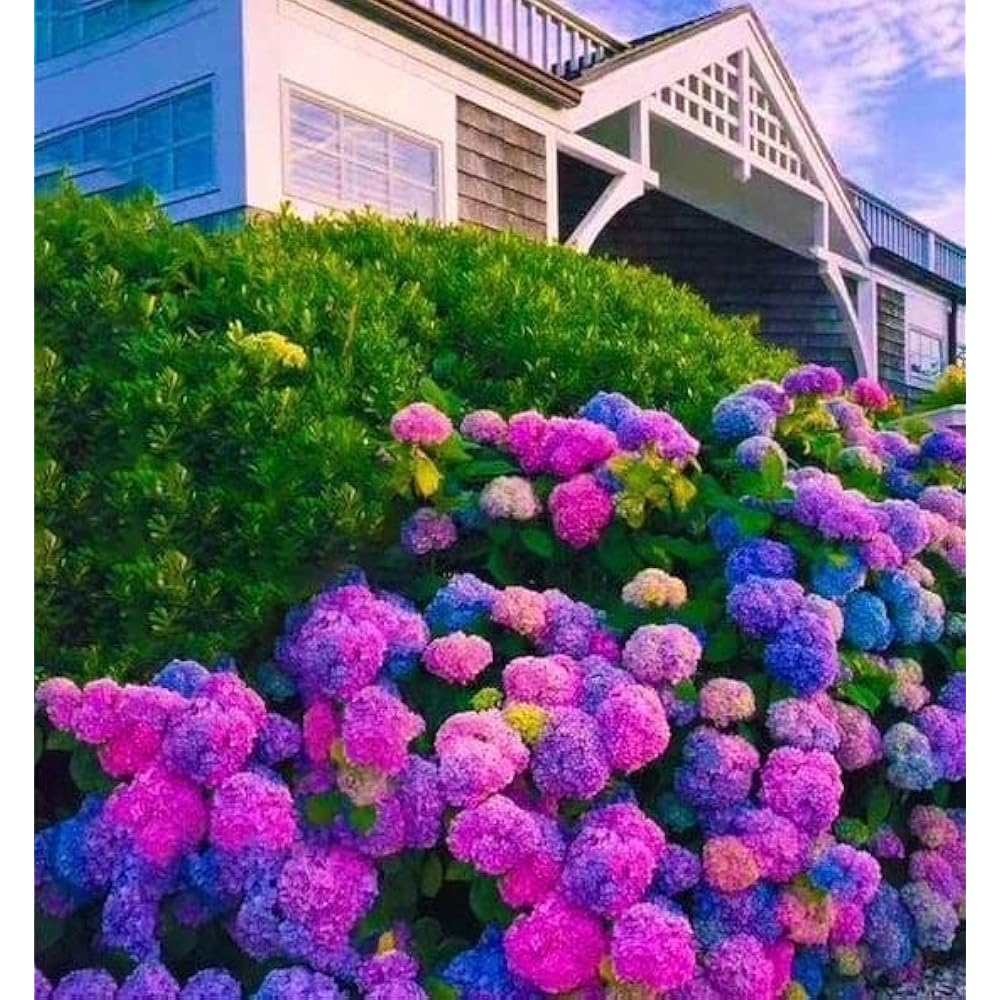 Blue,Pink,Purple Hydrangea Flower seeds for Planting Shade Tolerant, Heirloom & GMO Free Seeds for Home Garden vegetable and garden seeds