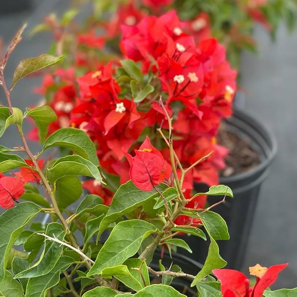 Buganvilla Flower seeds for Planting Easy to Grow, Heirloom & GMO Free Seeds for Home Garden vegetable and garden seeds