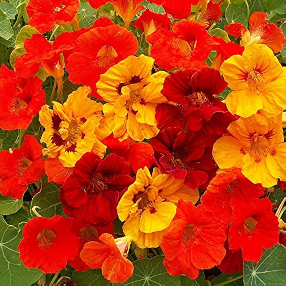 Capuchina Flower seeds for Planting Perfect for Borders, Heirloom & GMO Free Seeds for Home Garden vegetable and garden seeds