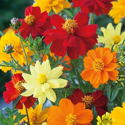 Cosmos Red Flower seeds for Planting Bright Blooms, Heirloom & GMO Free Seeds for Home Garden seeds for planting