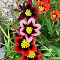 Thick Pink Sparaxis Flower seeds for Planting Colorful Display, Heirloom & GMO Free Seeds for Home Garden seeds for planting