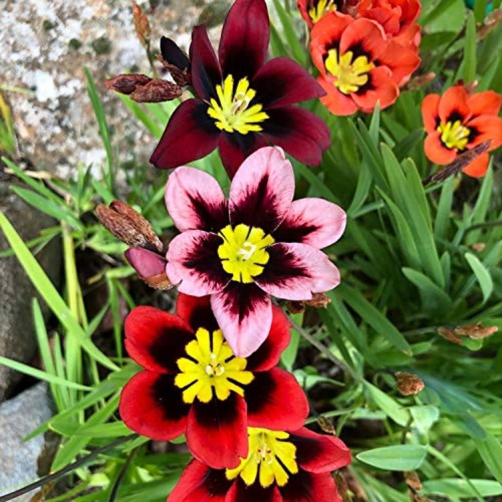 Thick Pink Sparaxis Flower seeds for Planting Colorful Display, Heirloom & GMO Free Seeds for Home Garden seeds for planting