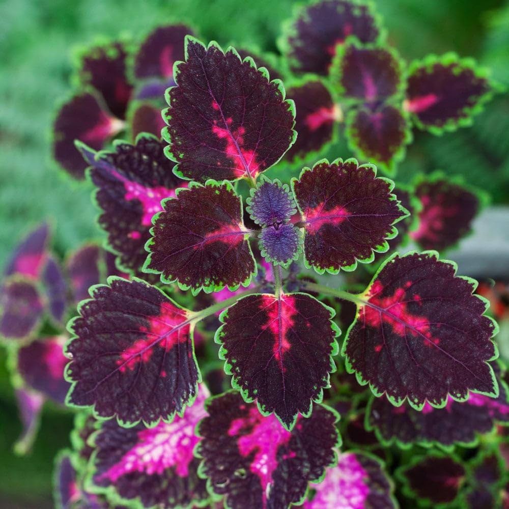Coleus Flower seeds for Planting Fragrant Blossoms Heirloom & GMO Free Seeds for Home Garden