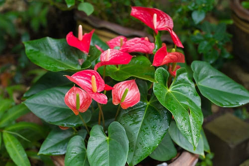 Premium Anthurium Andraeanum Flower seeds for Planting Premium Quality, Heirloom & GMO Free Seeds for Home Garden seeds