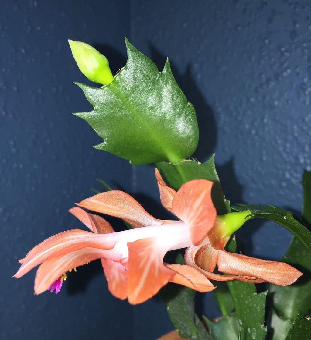 Schlumbergera Peach Flower seeds for Planting Shade Tolerant, Heirloom & GMO Free Seeds for Home Garden seeds for planting