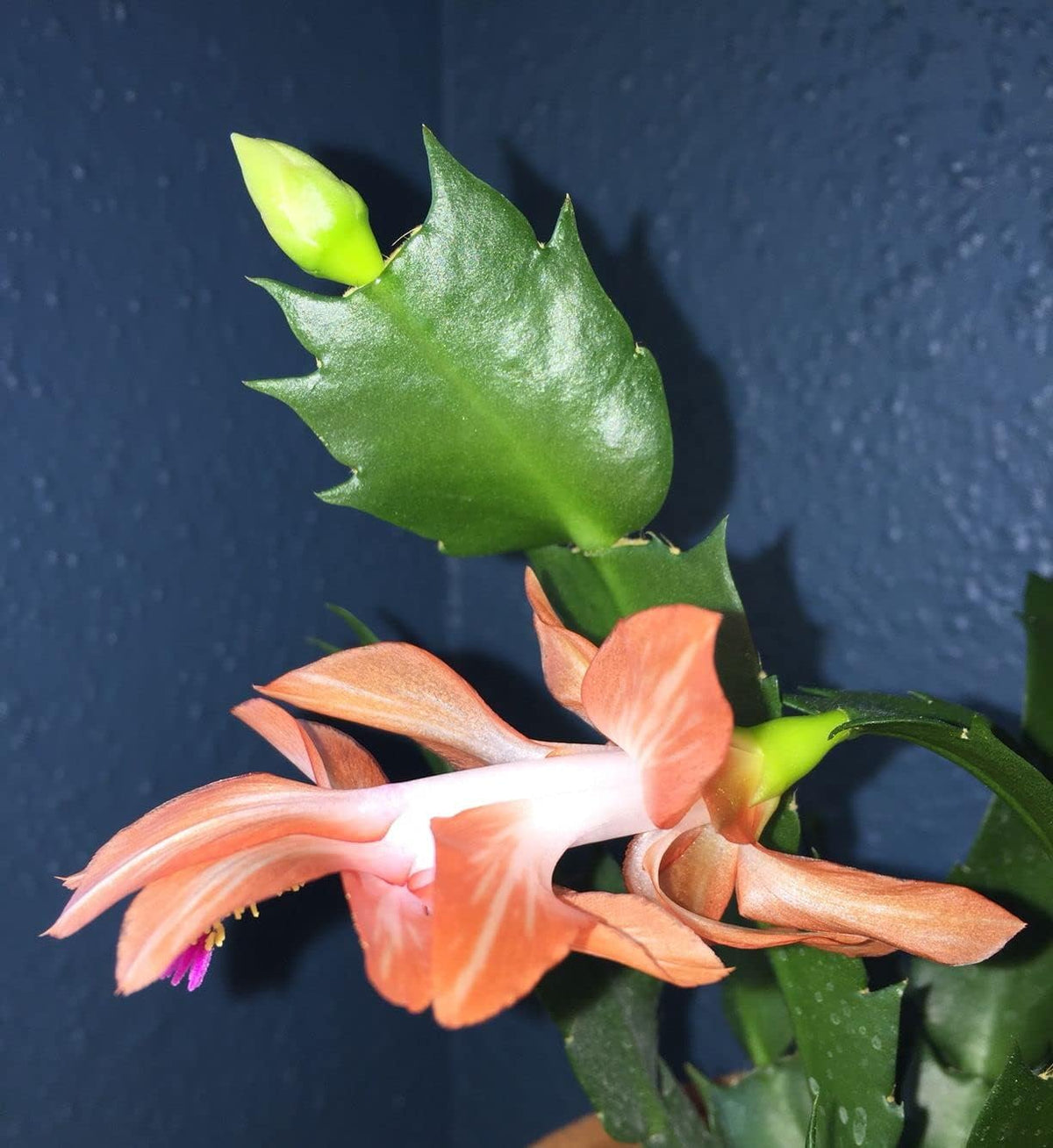 Schlumbergera Peach Flower seeds for Planting Shade Tolerant, Heirloom & GMO Free Seeds for Home Garden seeds for planting