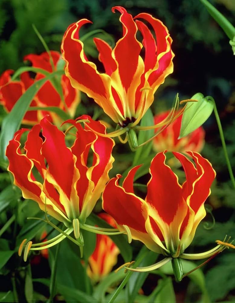 Flamme Lilien Flower seeds for Planting Compact Growth, Heirloom & GMO Free Seeds for Home Garden vegetable and garden seeds