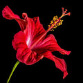 Hibiscus Flower seeds for Planting Sun Loving, Heirloom & GMO Free Seeds for Home Garden seeds for planting