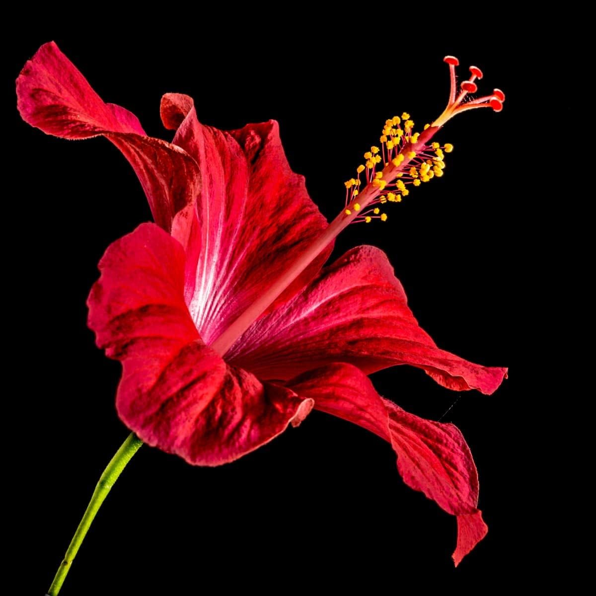 Hibiscus Flower seeds for Planting Sun Loving, Heirloom & GMO Free Seeds for Home Garden seeds for planting