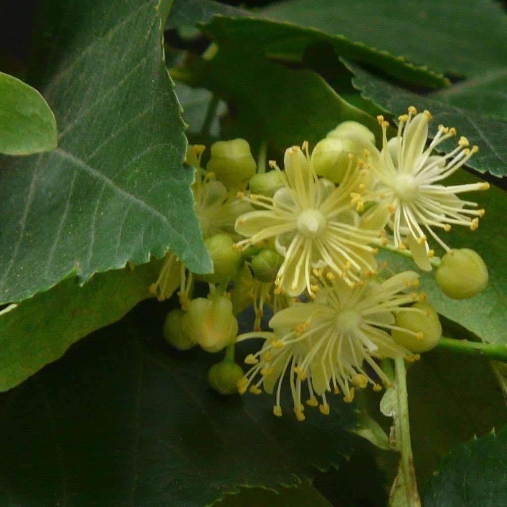 Premium Genipap Littleleaf Flower seeds for Planting Colorful Display, Heirloom & GMO Free Seeds for Home Garden seeds