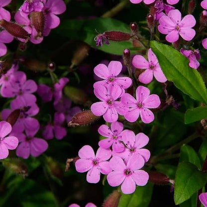 Saponaria Flower seeds for Planting Sun Loving Heirloom & GMO Free Seeds for Home Garden