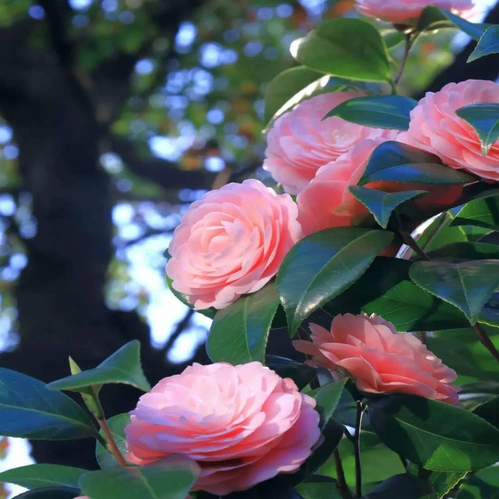 Camellia Pink White Flower seeds for Planting - Hardy Variety, Heirloom & GMO Free Seeds for Home Garden