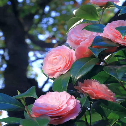 Camellia Flower seeds for Planting - Hardy Variety, Heirloom & GMO Free Seeds for Home Garden