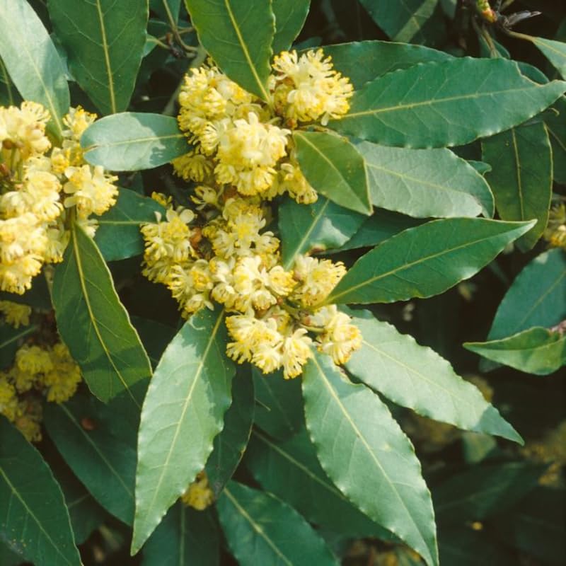 Premium Laurus Nobilis Flower seeds for Planting Sun Loving, Heirloom & GMO Free Seeds for Home Garden seeds
