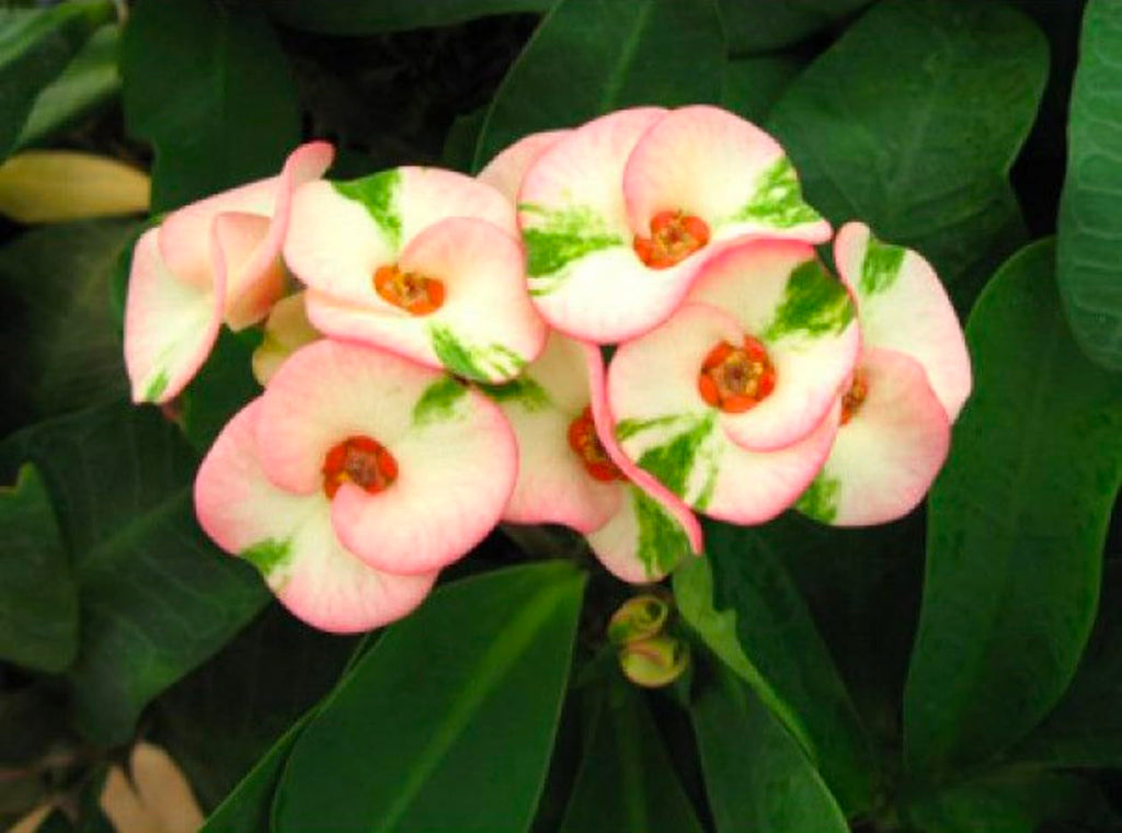 Premium Mixed Crown of Thorns Flower seeds for Planting Sun Loving, Heirloom & GMO Free Seeds for Home Garden seeds