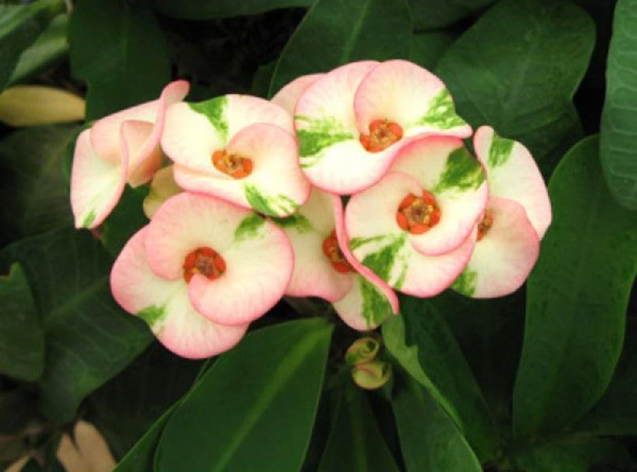 Premium Mixed Crown of Thorns Flower seeds for Planting Sun Loving, Heirloom & GMO Free Seeds for Home Garden seeds