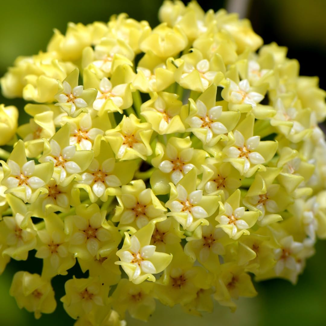 Hoya Flower seeds for Planting Garden Favorite Heirloom & GMO Free Seeds for Home Garden